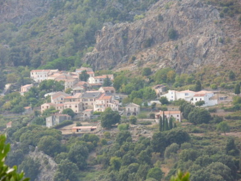 Canavagia