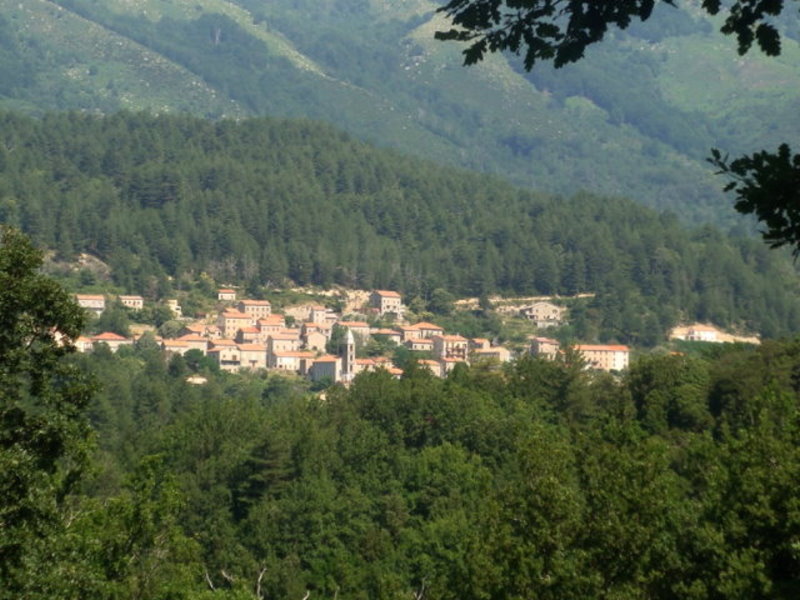 Palneca